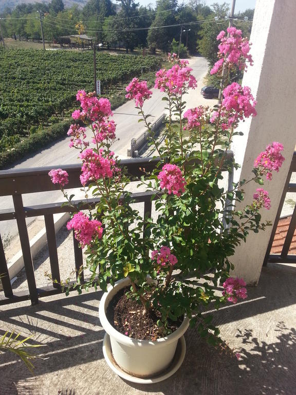 Guest House Robi Međugorje Eksteriør bilde